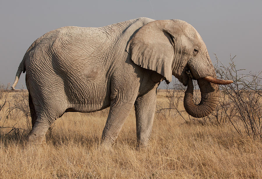 African Elephant Photograph by Bjarte Rettedal