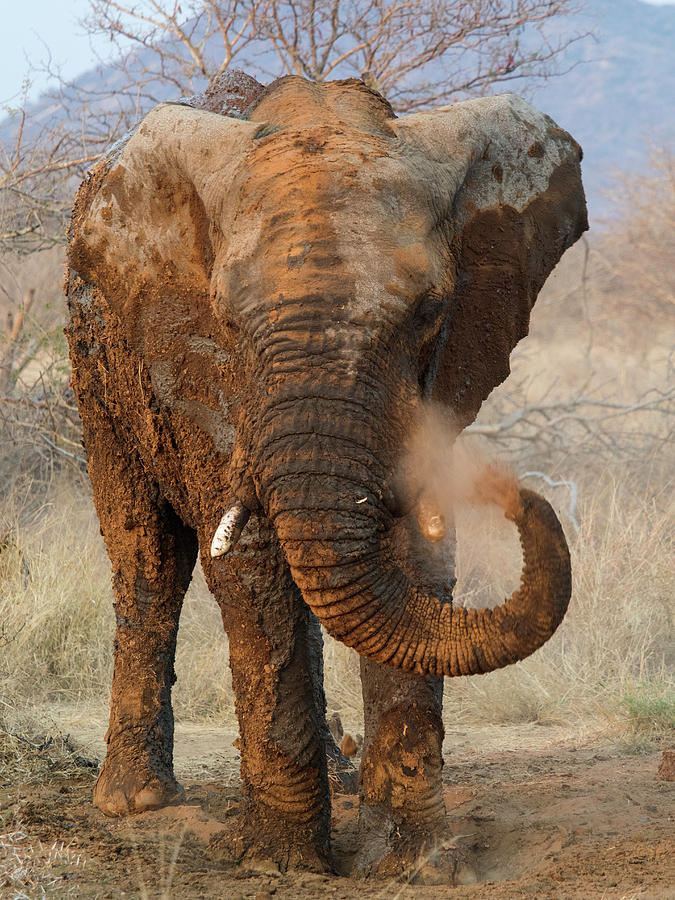 Wildlife Photograph - African Elephant Blowing Dirt by Panoramic Images