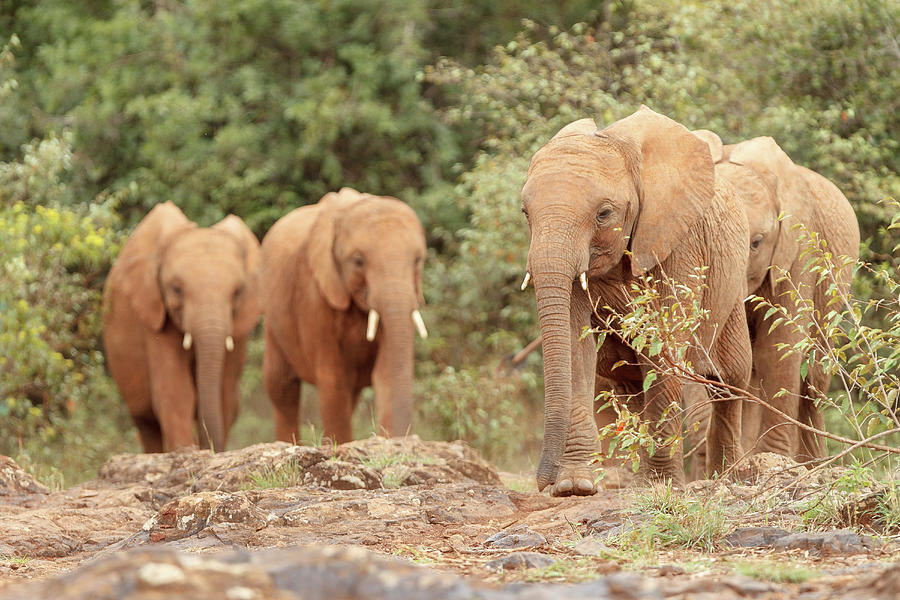 African Elephant, Calves, Immature Photograph by Sarah Darnell