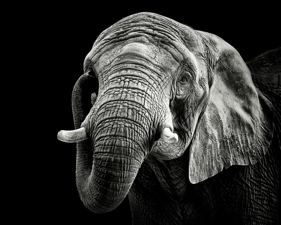 Elephant Photograph - African Elephant by Christian Meermann