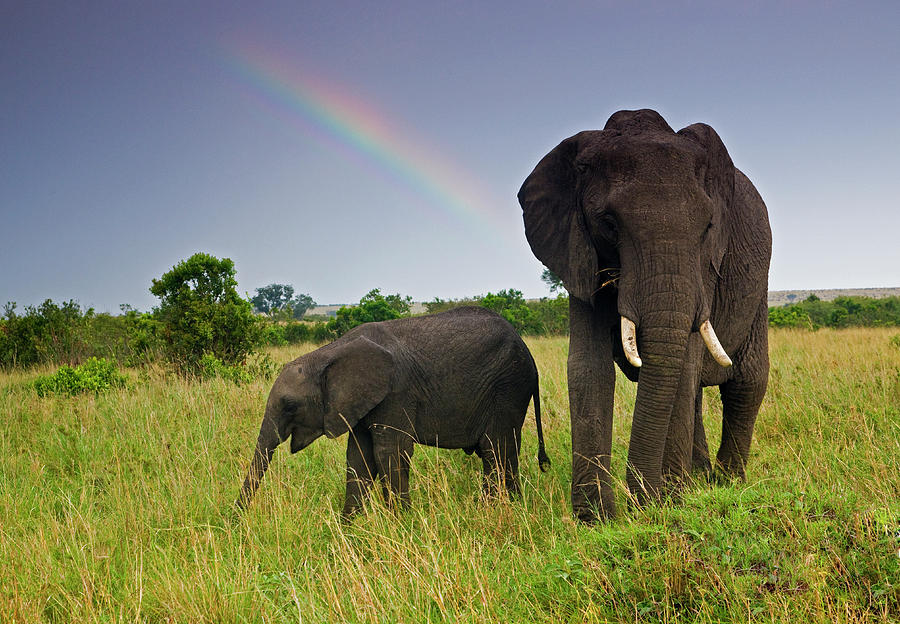 African Elephant Cow And Baby With Photograph by Darrell Gulin