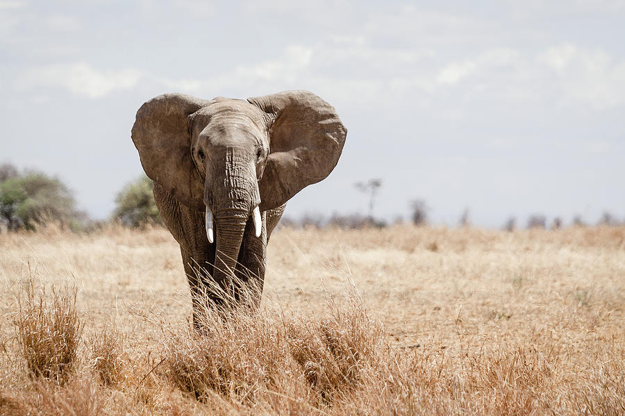 African Elephant Photograph by Dave Carr