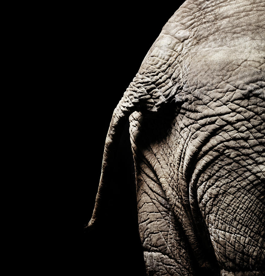 African Elephant - Detail Of Tail Photograph by Henrik Sorensen