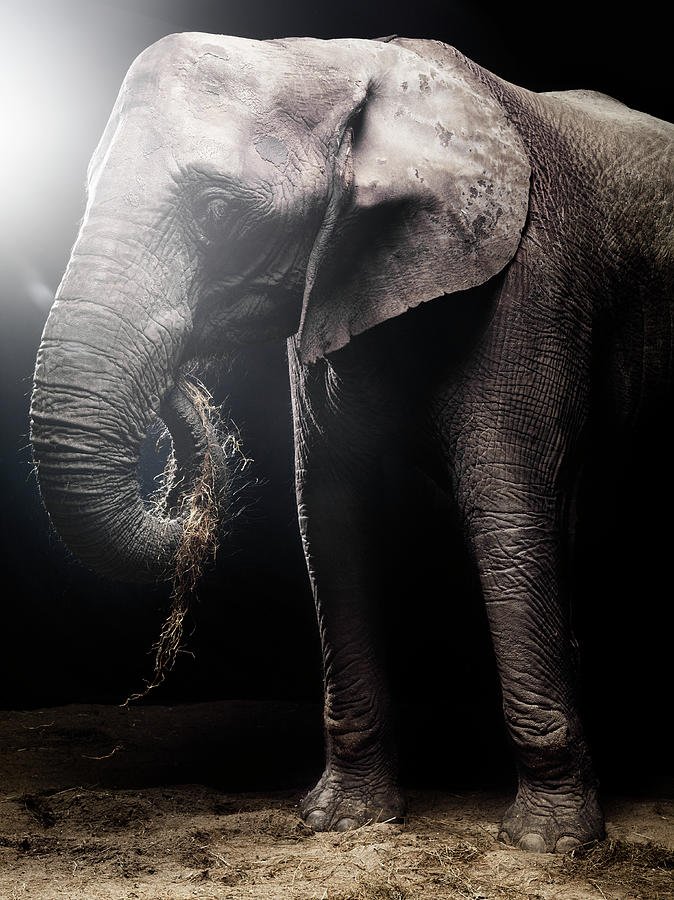 African Elephant - Eating Photograph by Henrik Sorensen