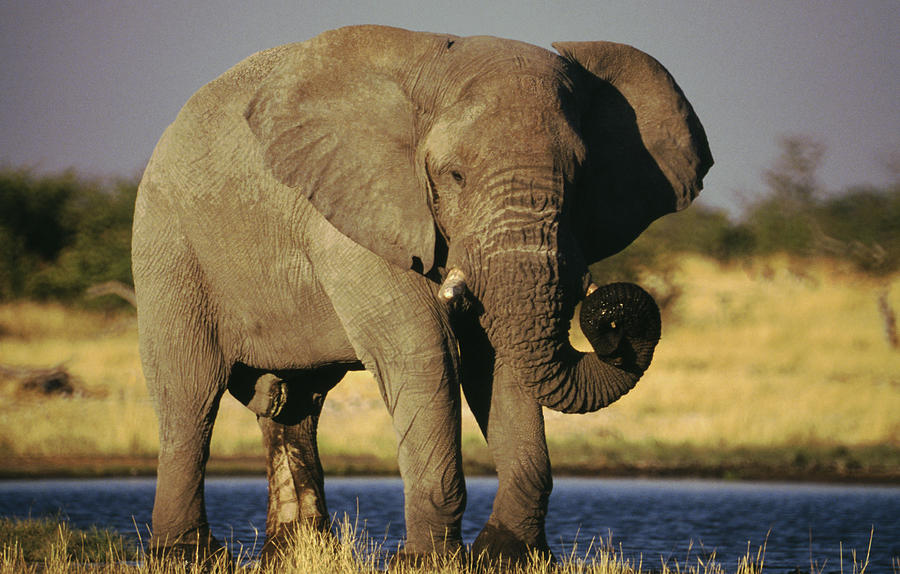 African Elephant, Etosha National Park Photograph by Gannet77