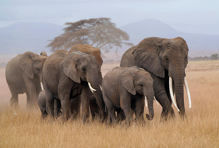 African Elephant Family In Amboseli Photograph by Hiroya Minakuchi