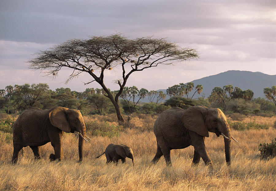 African Elephant Family On The Move At Photograph by James Warwick