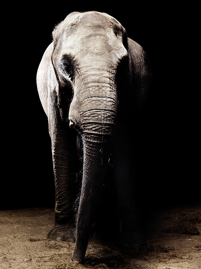 African Elephant - Front View Photograph by Henrik Sorensen