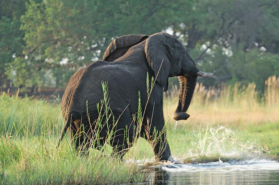 African Elephant Digital Art by Heeb Photos