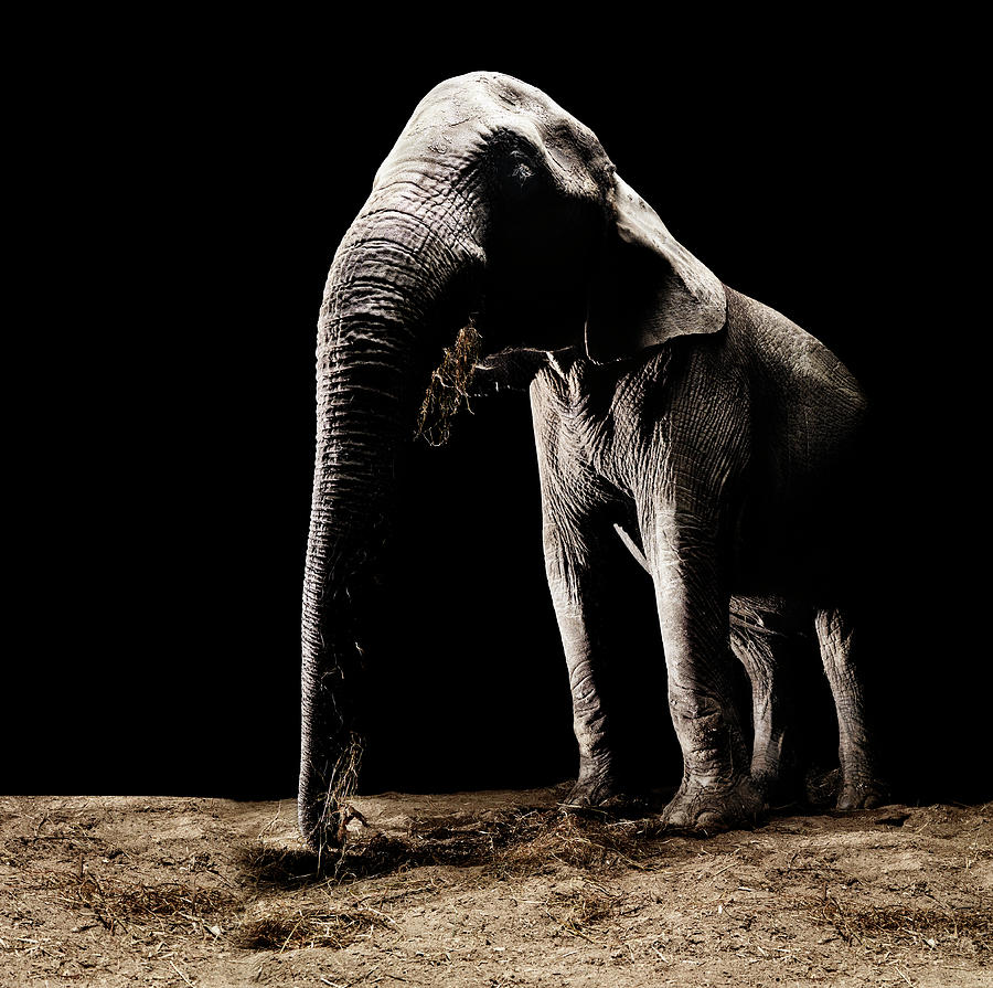 African Elephant - Photograph by Henrik Sorensen