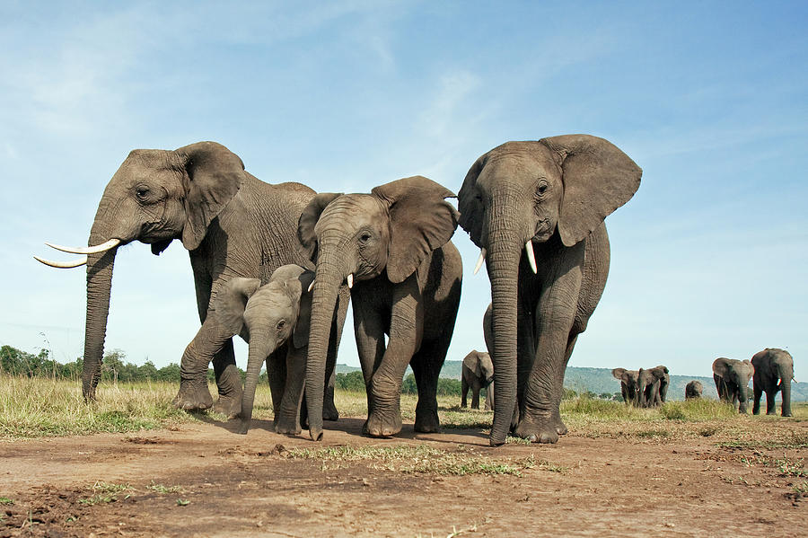 african-elephant-herd-walking-anup-shah.