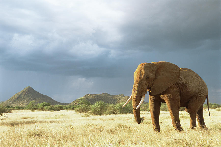 African Elephant In Storm Light Photograph by James Warwick