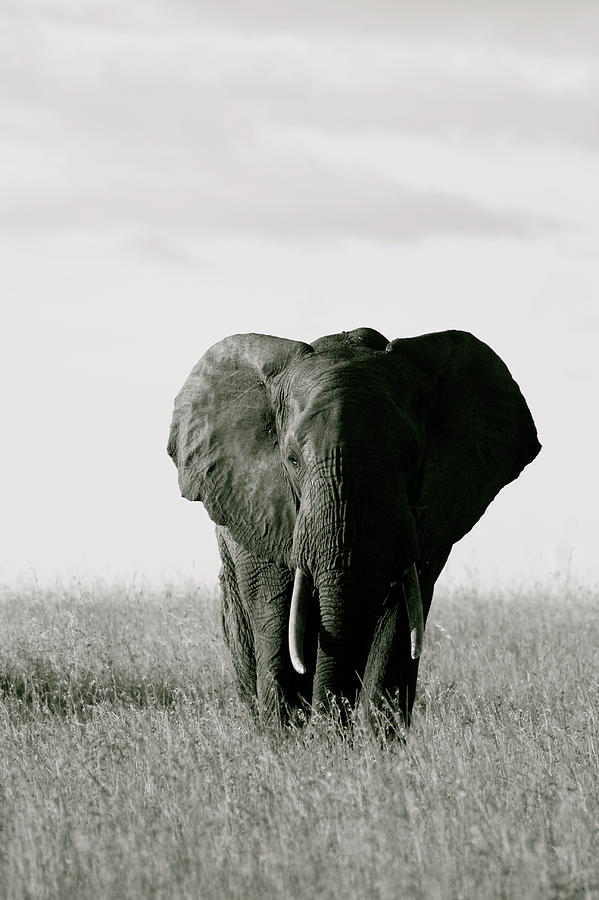 African Elephant Photograph by Jake Osborne