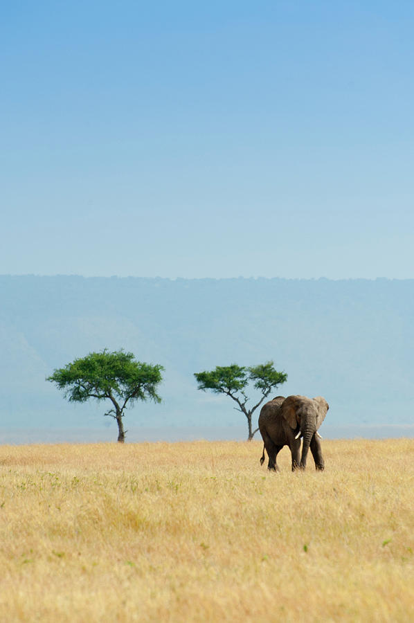 African Elephant Photograph by Juan Hernandez