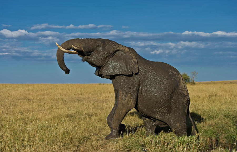 African Elephant Loxidonta Africana Photograph by Nhpa