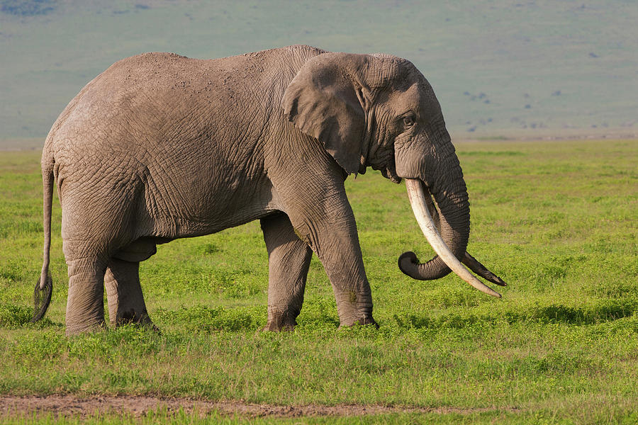 African Elephant Loxodonta Africana By Danita Delimont