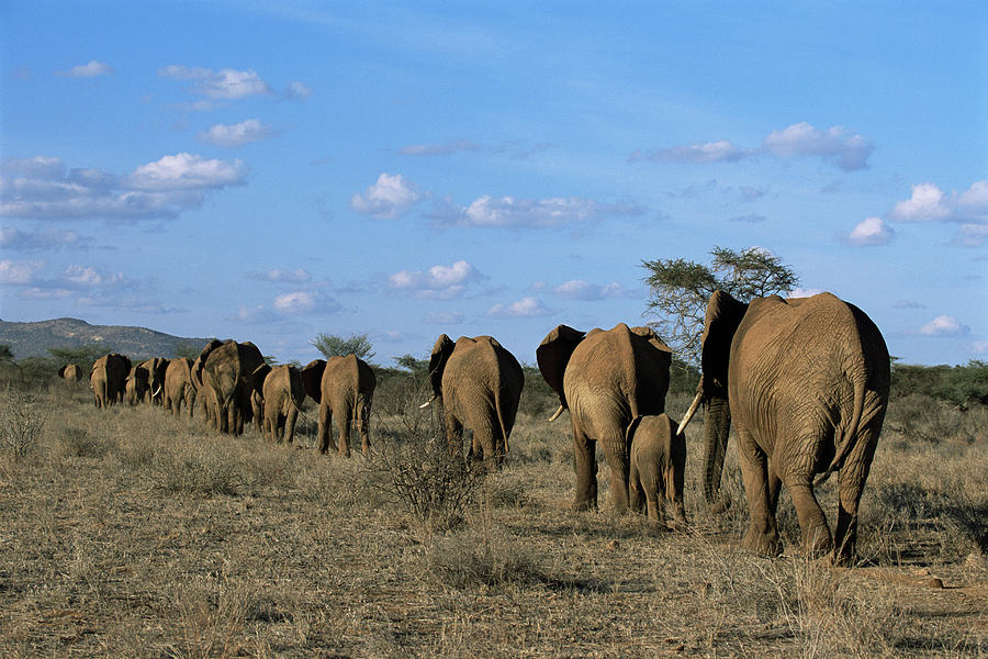 African Elephant Loxodonta Africana Photograph by James Warwick