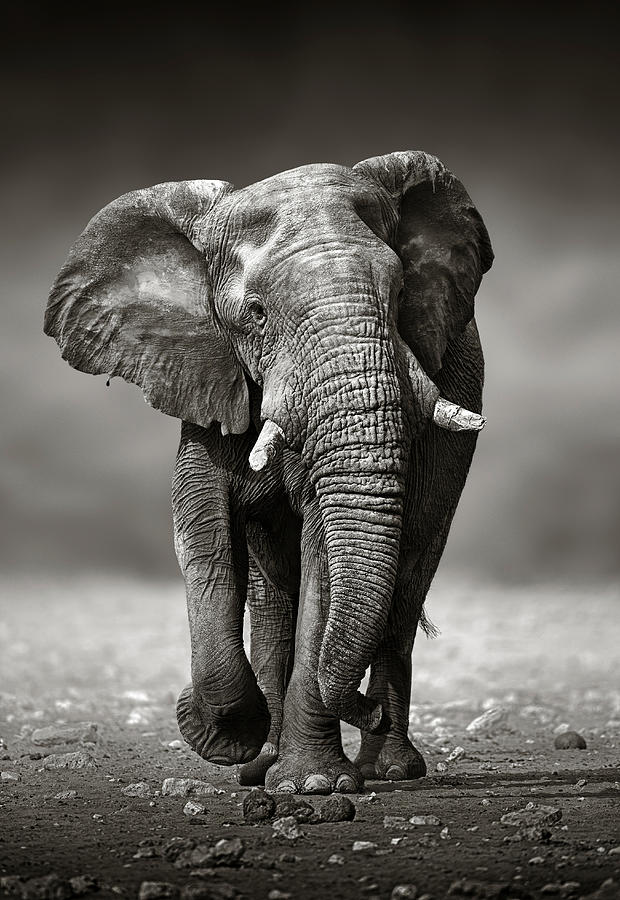 African Elephant Loxodonta Africana Photograph by Johan Swanepoel