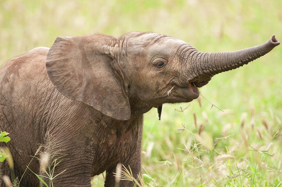 African Elephant Loxodonta Africana Photograph by Photostock-israel/science Photo Library African Elephant Loxodonta Africana Photograph by Photostock-israel/science Photo Library