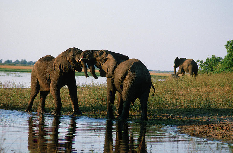 African Elephant Loxodonta Africana Photograph by Robert C Nunnington
