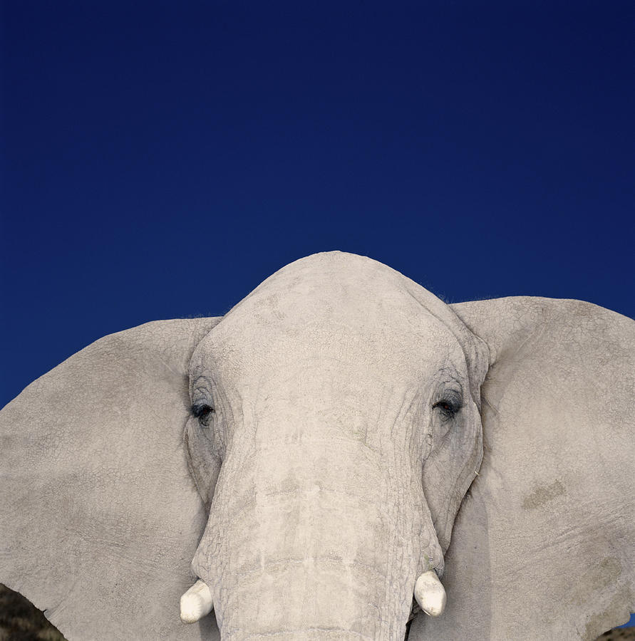 African Elephant Loxodonta Africana Photograph by Ryan Mcvay
