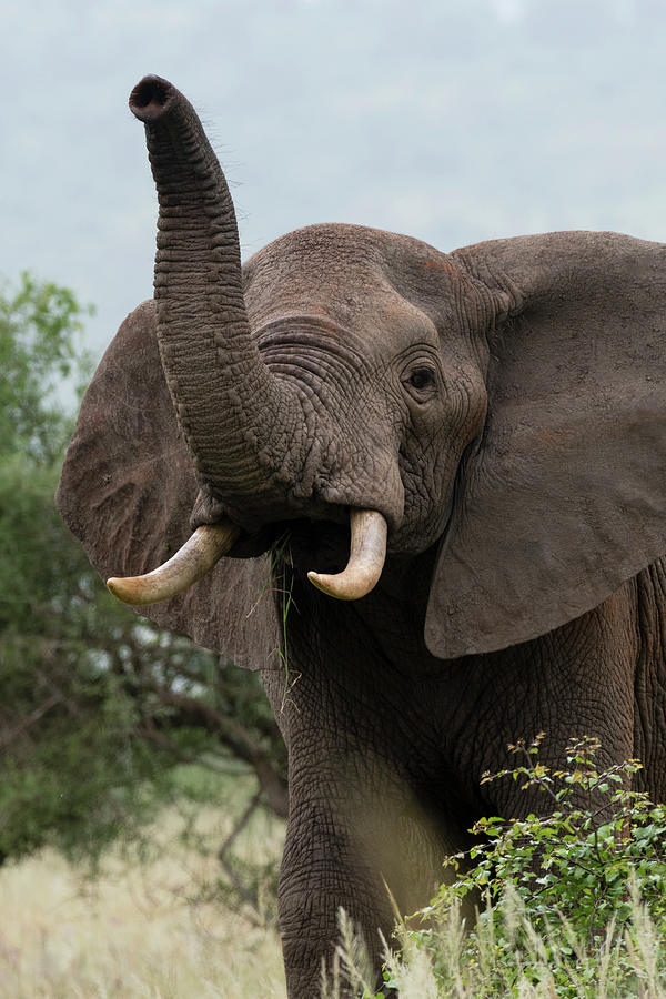 African Elephant (loxodonta Africana), Tsavo, Coast, Kenya Digital Art ...