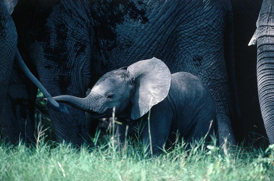 African Elephant (loxodonta Africana) Digital Art by Willi Dolder
