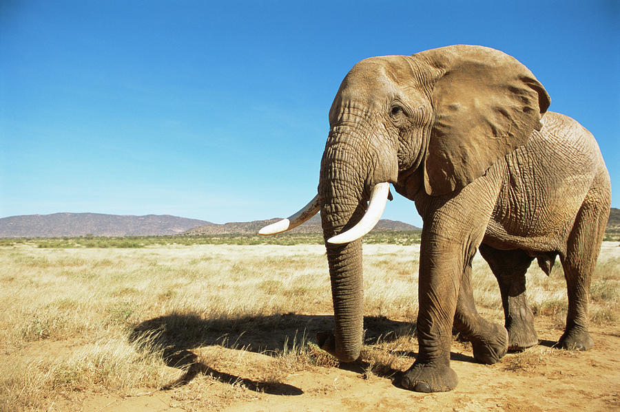 African Elephant Male Encounter At Dawn Photograph by James Warwick