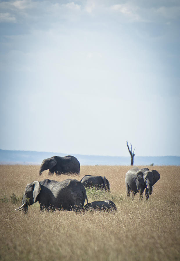 African Elephant Photograph by Meshaphoto
