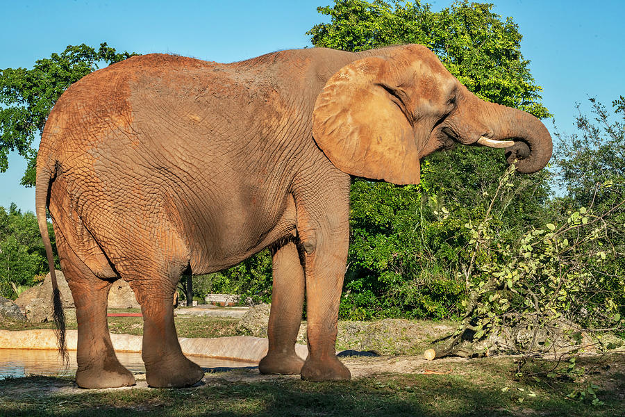 African Elephant, Miami Zoo, Fl Digital Art by Laura Zeid