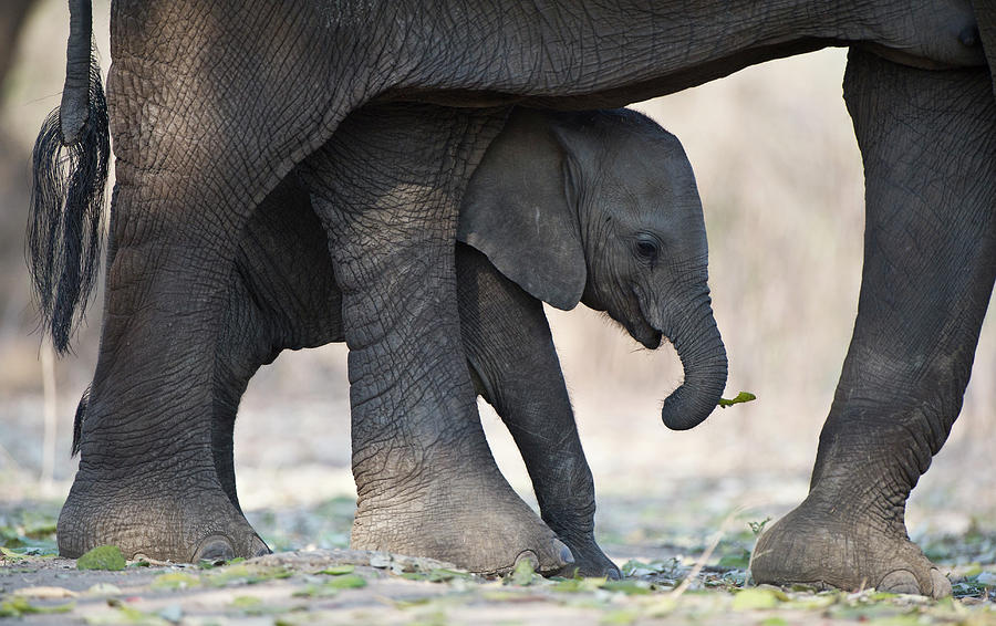 African Elephant Mother And Baby Photograph by Richard Packwood