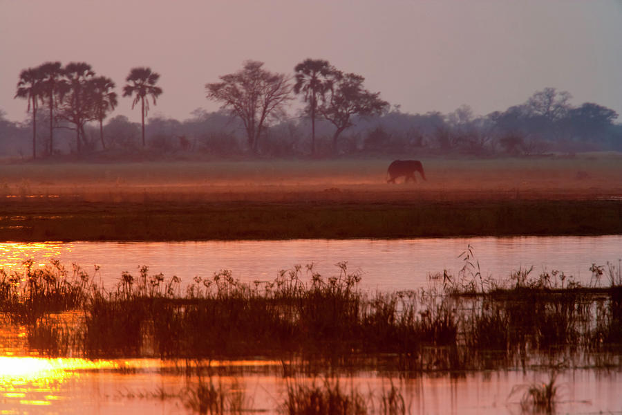 African Elephant, Okavango Delta Photograph by Mint Images/ Art Wolfe