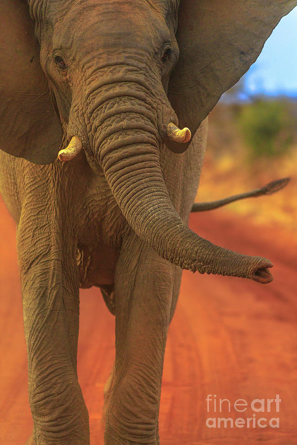 African Elephant on Kalahari Desert Photograph by Benny Marty