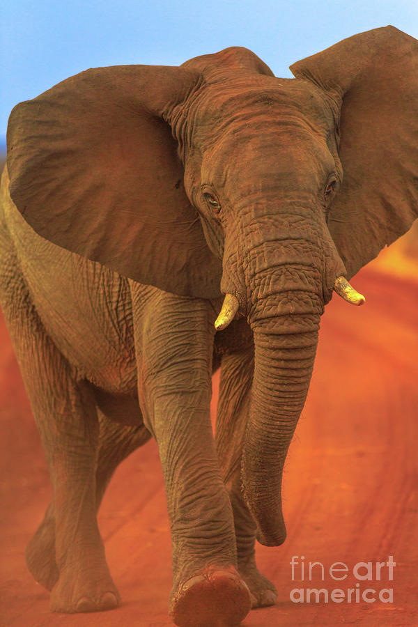 African Elephant on red desert Photograph by Benny Marty