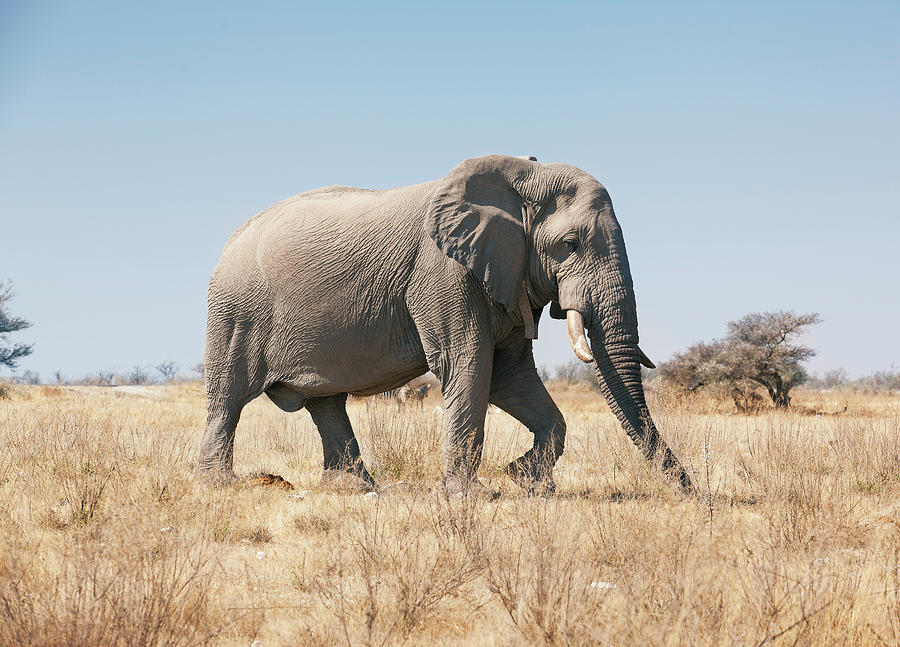 African Elephant On Savannah Photograph by Bjarte Rettedal