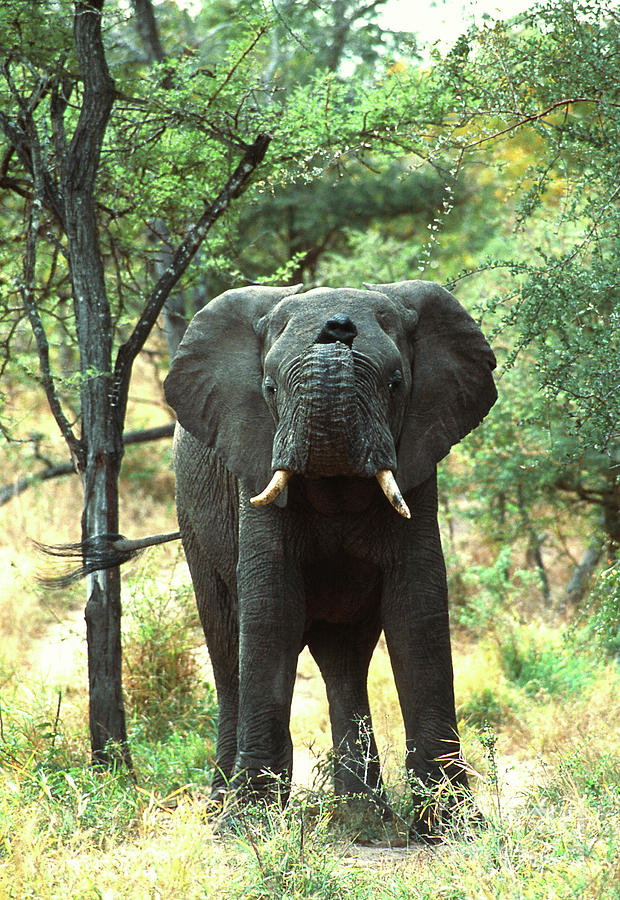 African Elephant Photograph by Peter Chadwick/science Photo Library