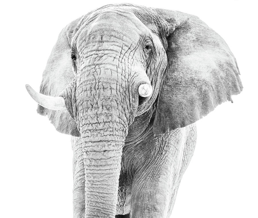 African Elephant Portait in Monochrome Photograph by Mark Hunter
