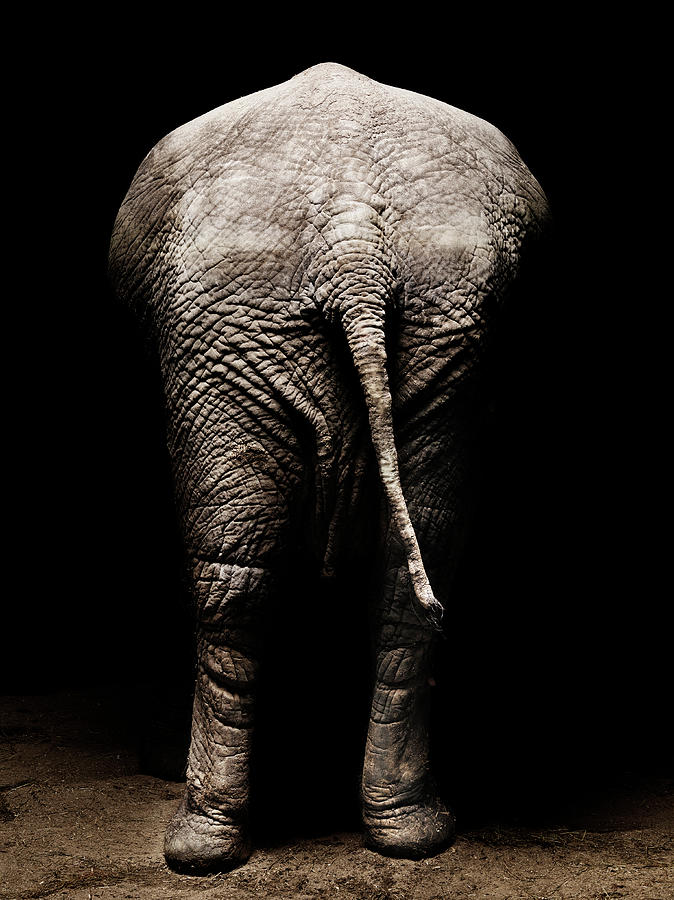 African Elephant - Rear View Photograph by Henrik Sorensen