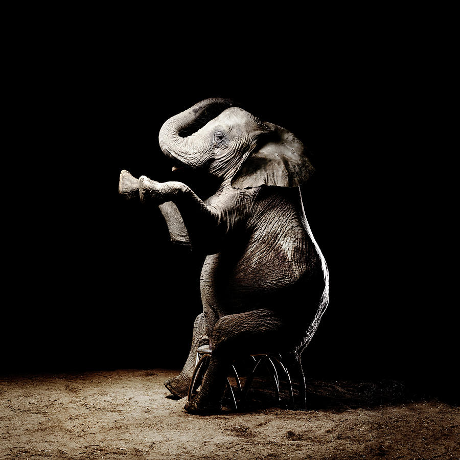 African Elephant Sittiing With Photograph by Henrik Sorensen