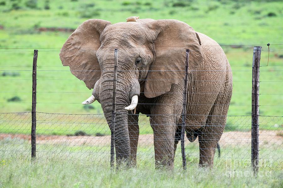 African Elephant Standing Next To An Electrified Fence Photograph by Peter Chadwick/science Photo Library