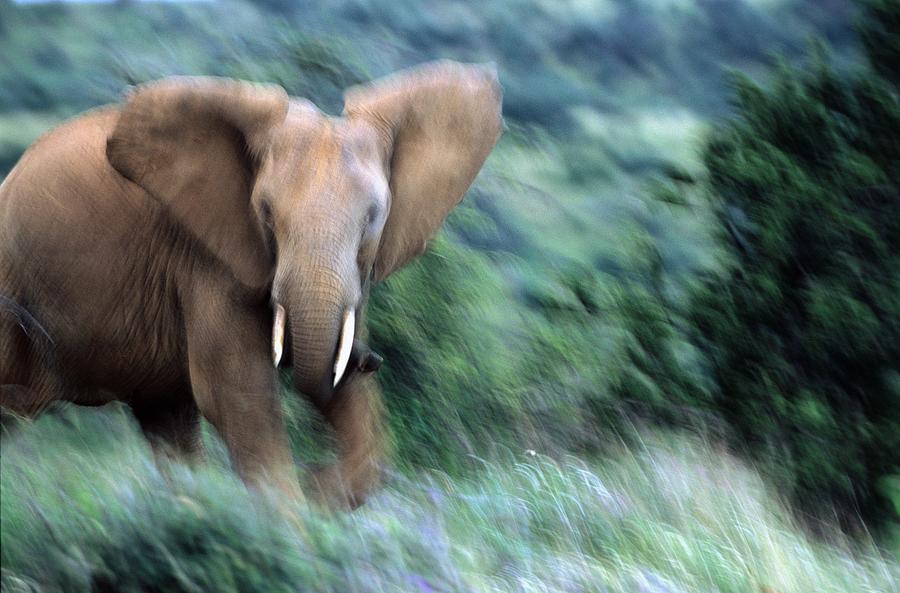African Elephant Digital Art by Stefano Scata