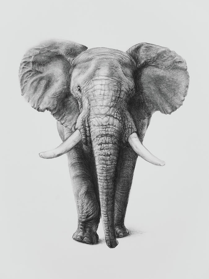 African Elephant Drawing by Sue Tatham - Fine Art America