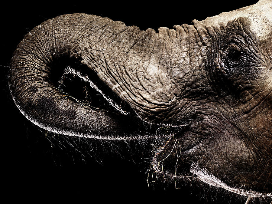 African Elephant, Trunk In Its Mouth Photograph by Henrik Sorensen