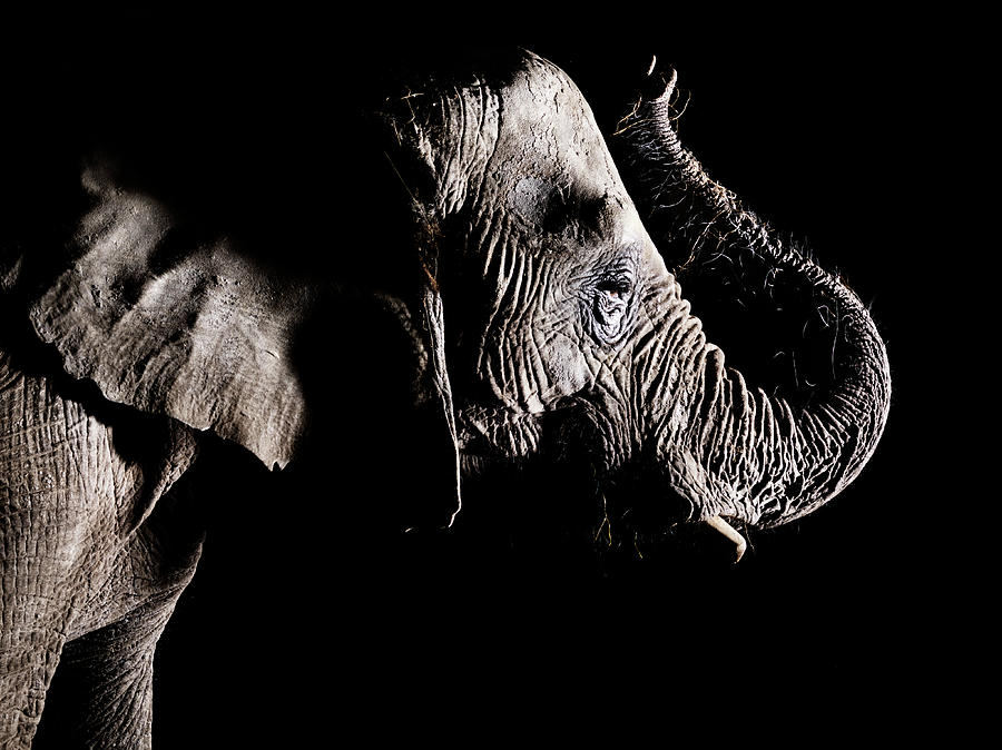 African Elephant - Trunk Raised Photograph by Henrik Sorensen