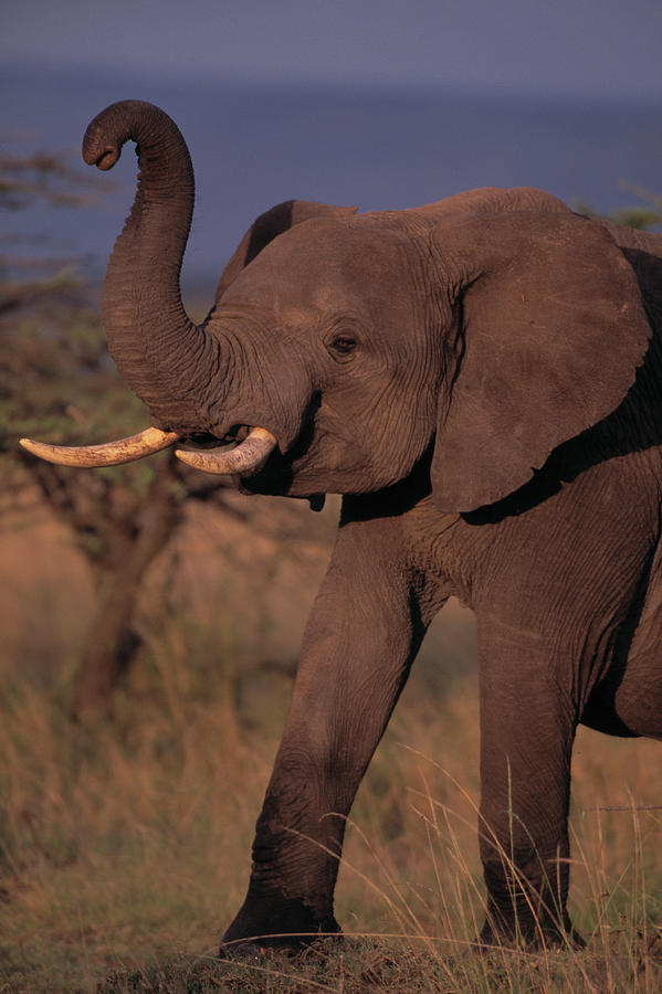 African Elephant  Trunk Raised Photograph by Nhpa