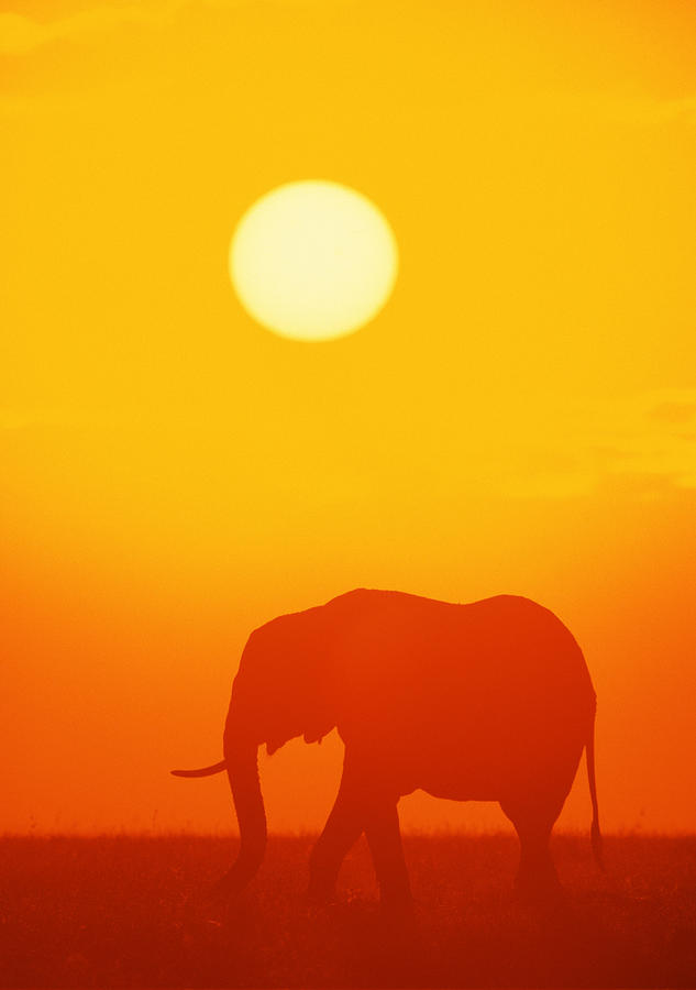 African Elephant Walking At Sunset Photograph by Comstock Images