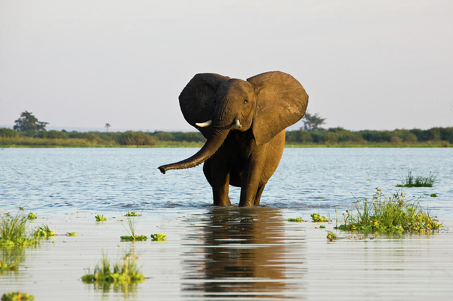 African Elephant Walking In The Water Photograph by Seppfriedhuber