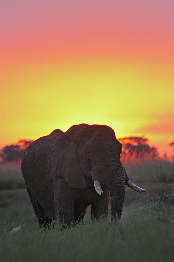 African Elephant Photograph by Winfried Wisniewski