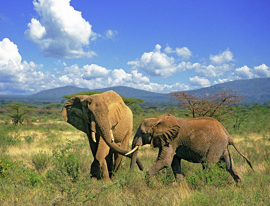 African Elephant With Her Calf in East Africa. Photograph by Buddy Mays ...