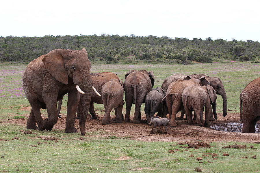 African Elephants 047 Photograph by Bob Langrish - Fine Art America